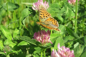 Beautiful argynnis butterfly on a clover flower in the meadow, closeup