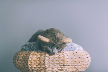 Russian blue cat. Lovely little kitten with lions hat covering his head. Pet clothes concept.