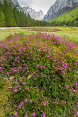 Fototapeta premium Spring in Krma valley at the Julian Alps with wild flowers blooming, Triglav national park, Slovenia