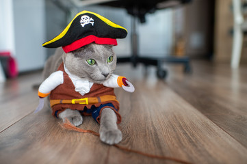 Lovely kitten in pirate costume. Funny cat in mask. Pet clothes concept.