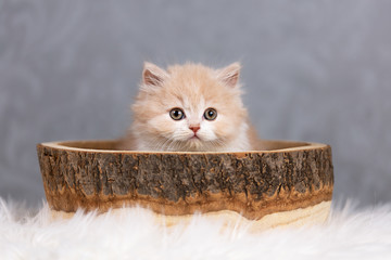 Niedliches Britisch Kurzhaar Kitten - Katzenbaby