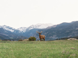 Bull Elk in mountain meadow