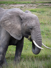 Fototapeta na wymiar Elephant family roaming in Amboseli National Park, Kenya 