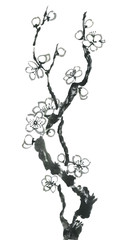 A branch of a blossoming sakura. Pink and red stylized flowers of plum mei and  wild cherry . Watercolor and ink illustration of tree in style sumi-e, go-hua,  u-sin. Oriental traditional painting. .