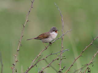 Common whitethroat, Sylvia communis