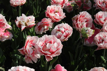 pink flowers in the garden