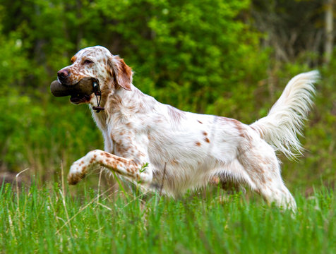 English setter