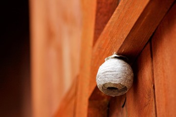 kleines Wespennest an einer Holztür