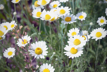White wild field daisies in the rays of the evening sun. Field of wildflowers. Warm summer.