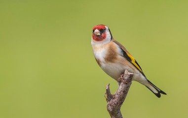 Goldfinch 