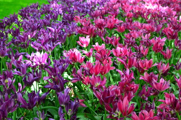 flowers in the garden