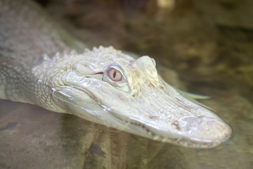 Kopf eines weissen Alligators schaut aus dem Wasser
