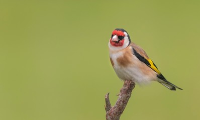 Goldfinch 