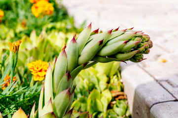 A flover of molodilo or a stone rose in people is called hare cabbage. Succulent cactus. A flower...
