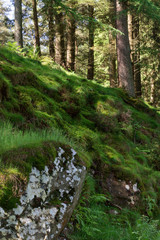 Scottish woods in Bennachie, Aberdeenshire