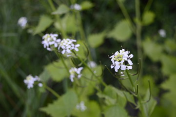 Closeup Cardamine with blurred background in garden