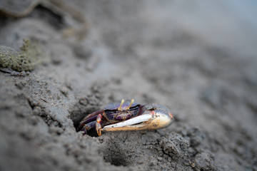crab on the beach