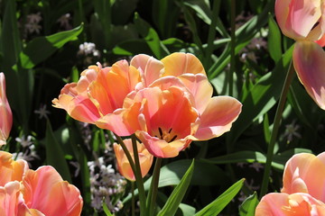 orange tulips in the garden