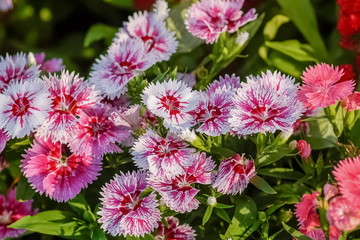 Obraz premium Soft focus Sweet William Flower (Dianthus barbatus) blossom blooming with nature background.