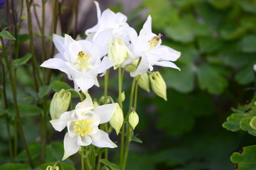 Closeup aquilegia vulgaris - early summer flower with blurred background in garden
