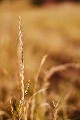 Fototapeta premium Corn