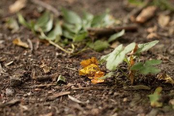 Abfall in der Natur / unnecessary waste
