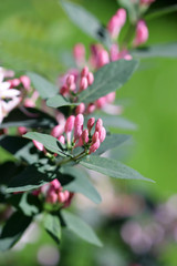 Tartarian honeysuckle the branch blossoming in pink colors against the background of a green lawn.  Lonicera tatarica. Caprifolium Family
