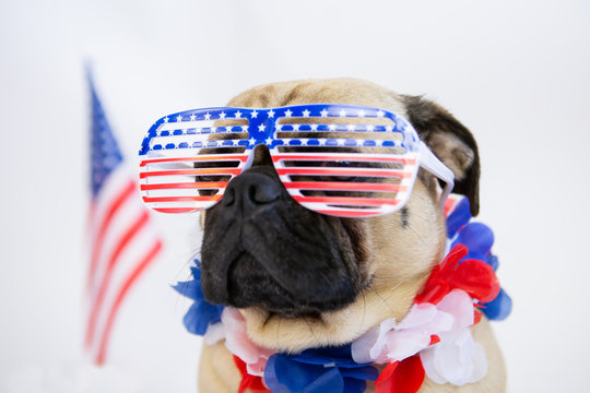 Cute Patriotic Pug Dog Wearing American Flag Glasses 