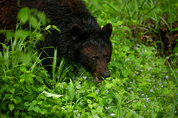 Black bear head. Wildlife. USA. 