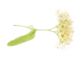Flower of linden tree isolated on a white background
