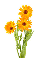 ouquet of yellow Marigold flowers isolated on a white background. Calendula officinalis.