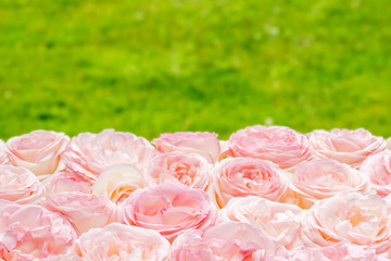 pink roses on green blurred nature background.