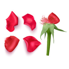 Set of rose petals in realistic style on white background, vector illustration, petals of red color, applicable for design of greeting cards on March 8 and St. Valentine's Day.