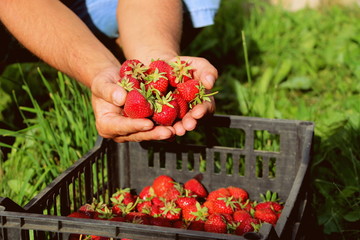 Harvesting fresh strawberries in June. Sweet red strawberry. Strawberry Farm Box with ripe berry. Manual labor in the garden. A bunch of strawberries in hand.
