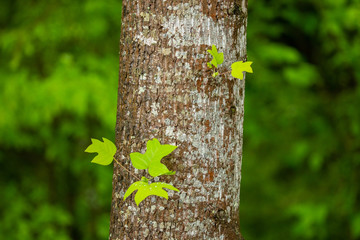 Tree with leaves in the forest. Tree trunk. Nature background. Wild forest. 