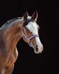Bay warmblood foal with purple halter and black background