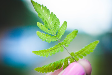 leaf of fern