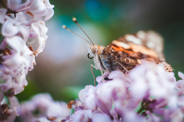 butterfly on flower