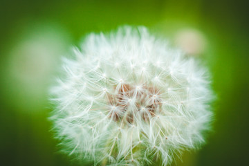 Fototapeta premium dandelion on green background