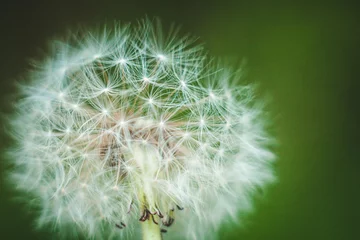 Rolgordijnen dandelion on green background © ann_bonya