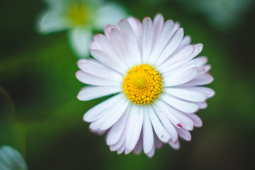 Fototapeta premium white daisy flower