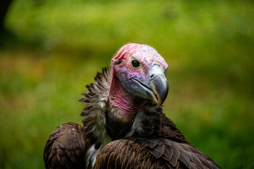 Vulture head close up. Florida. USA. 