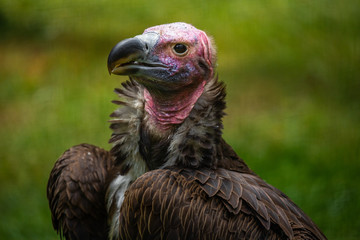 Vulture head close up. Florida. USA. 