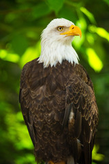 Bald eagle bird. Wildlife. USA