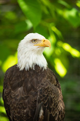 Bald eagle bird. Wildlife. USA