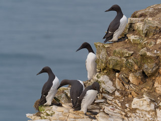 Guillemot, Uria aalge