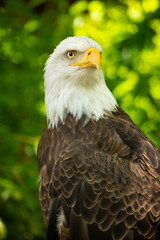 Bald eagle bird. Wildlife. USA