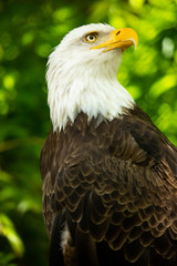 Bald eagle bird. Wildlife. USA