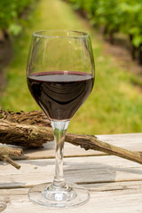 Tasting of red wine on Dutch vineyard in North Brabant