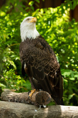 Bald eagle bird. Wildlife. USA